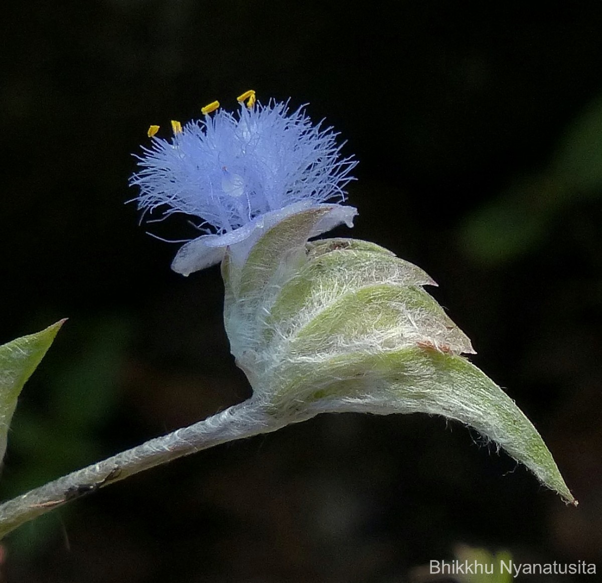 Cyanotis obtusa (Trimen) Trimen